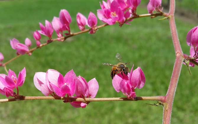 蜜蜂養(yǎng)殖成本