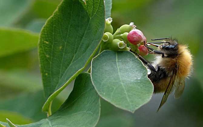 養(yǎng)蜂補(bǔ)貼