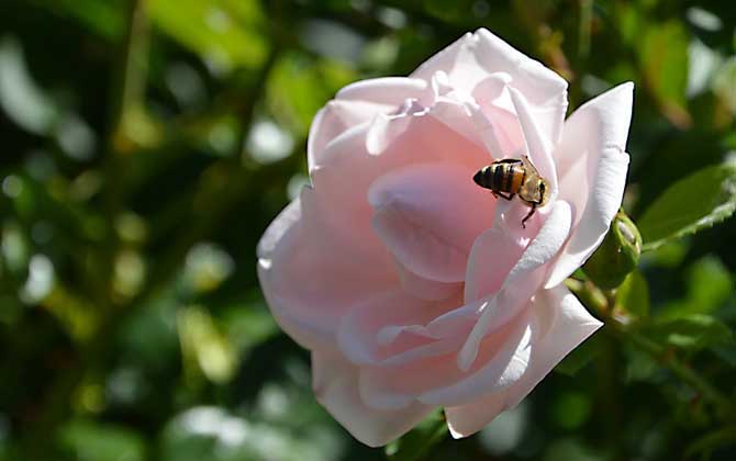 蜜蜂釀蜜