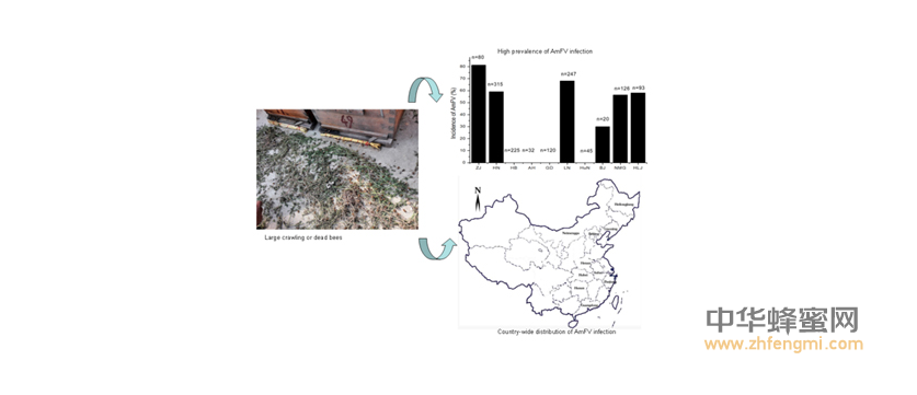 蜜蜂 農(nóng)科院 蜜蜂所 病蟲害 蜂群