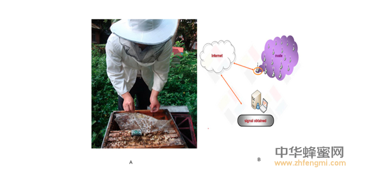 蜜蜂 農(nóng)科院 蜜蜂所 病蟲害 蜂群