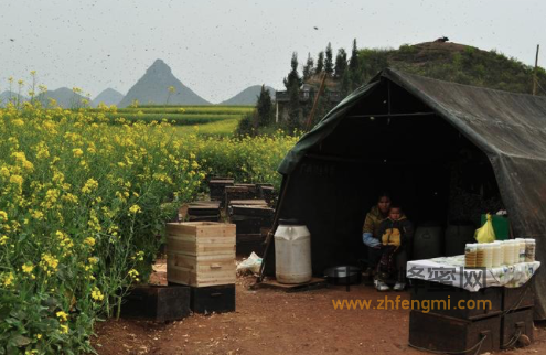 蜜蜂 養(yǎng)蜜蜂 家庭養(yǎng)蜂 蜜蜂 蜂王漿