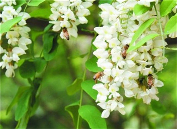 槐花蜜多少度結晶?夏天槐花蜜結晶嗎?