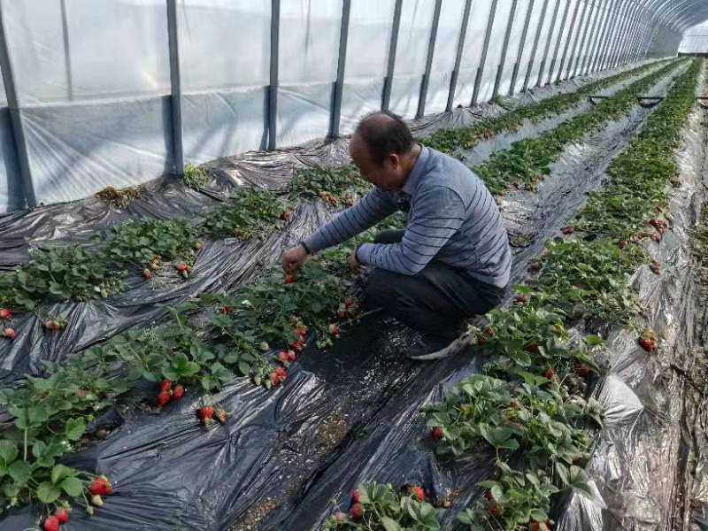 蜜蜂飛進(jìn)大棚“打工”青州市以蜜蜂授粉助推現(xiàn)代農(nóng)業(yè)產(chǎn)業(yè)綠色發(fā)展