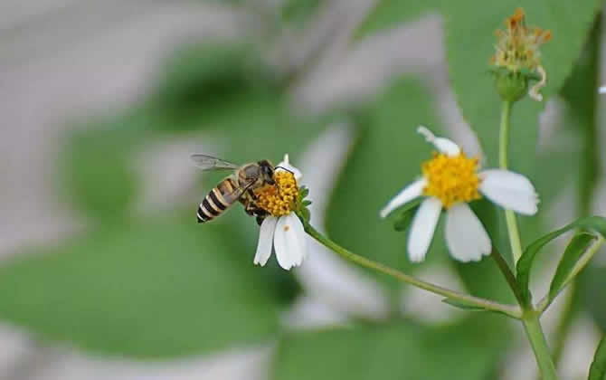 蜜蜂