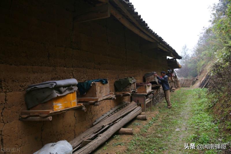 蜜蜂養(yǎng)殖并不難，學會控蜂、發(fā)展、取蜂蜜，學徒也能變師傅