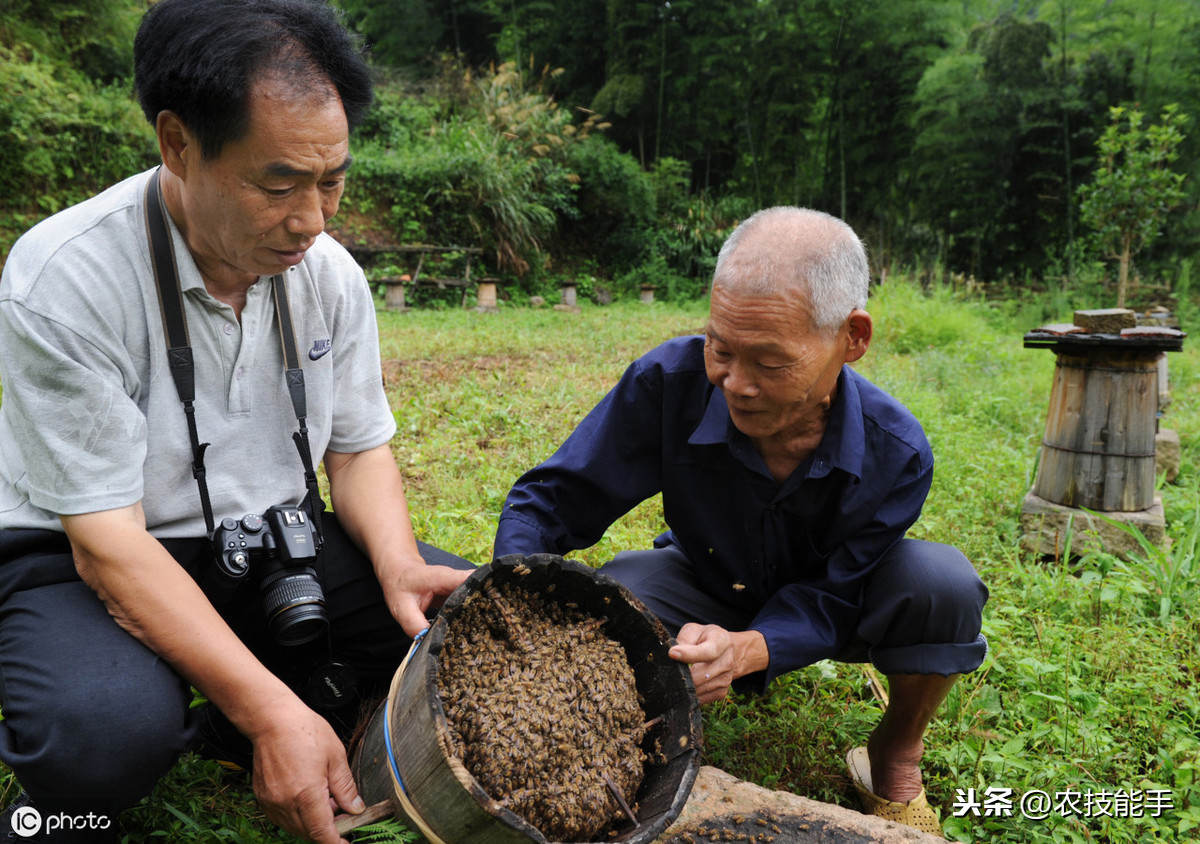 養(yǎng)殖蜜蜂時(shí)，選擇蜂種很關(guān)鍵，總結(jié)3種選用良種的原則介紹