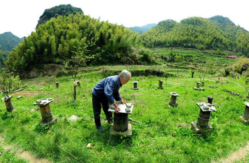 冬天蜜蜂結團近距離搬遷有回蜂嗎？該注意哪些問題？