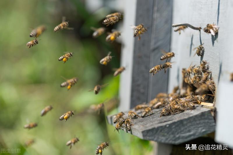 如果蜜蜂有思想，還會勤勞嗎？看工蜂勞動的動力，論養(yǎng)蜂人的是非