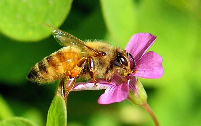 不想打工，想在家里從事蜜蜂養(yǎng)殖，一年能收入十萬元嗎?