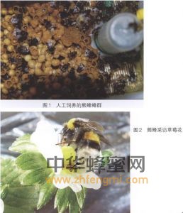 熊蜂 熊蜂屬性 熊蜂特征 熊蜂特性 熊蜂經(jīng)濟價值 熊蜂分布