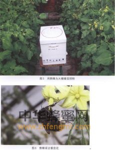 熊蜂 熊蜂屬性 熊蜂特征 熊蜂特性 熊蜂經(jīng)濟價值 熊蜂分布