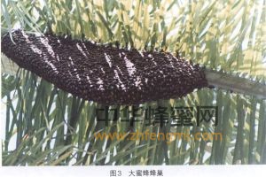 蜜蜂 品種 大蜜蜂 大蜜蜂的分布 大蜜蜂特征 大蜜蜂經(jīng)濟(jì)價(jià)值