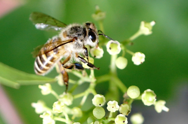 中華蜜蜂