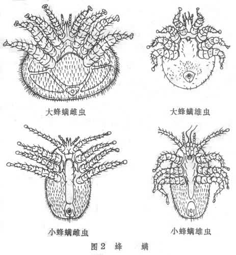 什么是蜂螨（中蜂有蜂螨蟲(chóng)嗎）