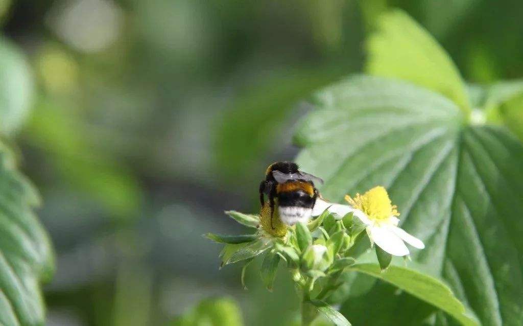 蜜蜂敗血病如何防治?