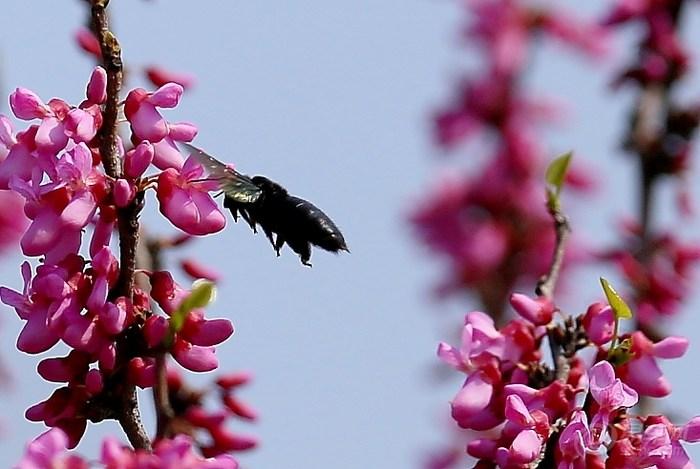 養(yǎng)蜂怎樣防治蟾蜍？