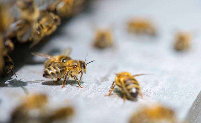 意蜜蜂養(yǎng)殖技術及注意事項