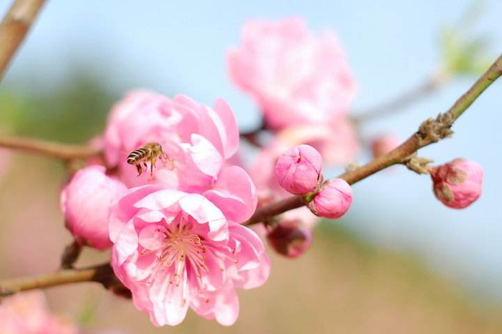 蜜蜂來家里是福還是禍?