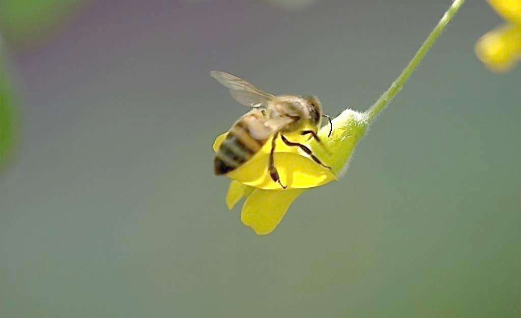 野蜜蜂怎么養(yǎng)它不會走？