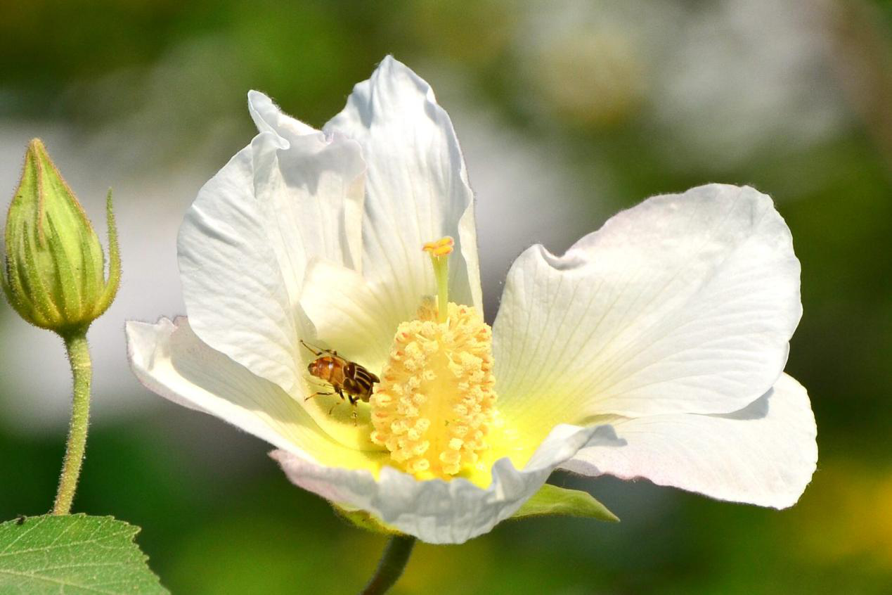 蜜蜂吃花粉有什么作用（蜜蜂喂花粉有什么好處）