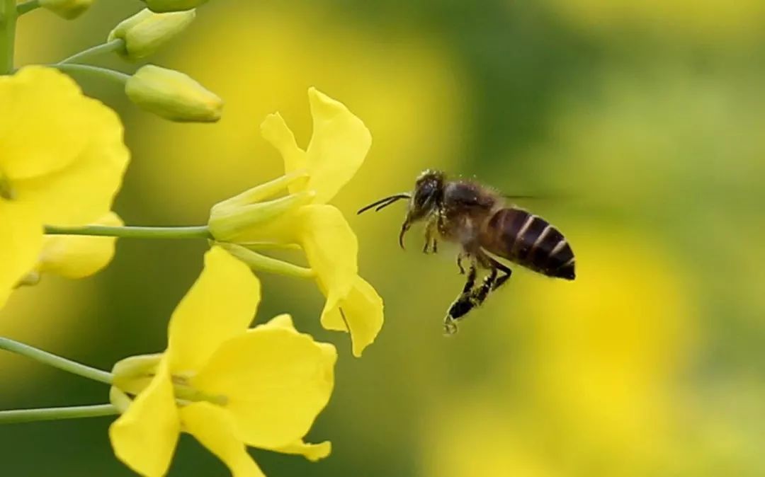 云貴高原中蜂生物學(xué)特征（云貴高原中蜂基本情況）