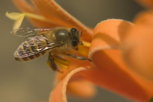 蜜蜂有兩個蜂王是怎么回事（蜜蜂出現(xiàn)兩個蜂王臺是怎么回事）