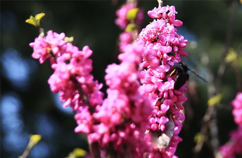 木蜂會(huì)產(chǎn)蜜嗎（木蜂有蜜嗎）