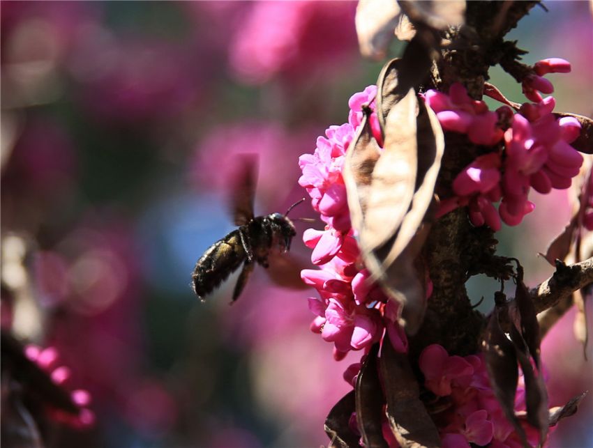 木蜂會(huì)產(chǎn)蜜嗎（木蜂有蜜嗎）