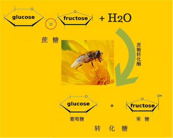 蜜蜂拉的屎是蜂蜜嗎（蜂蜜是蜜蜂的唾液還是排泄物）