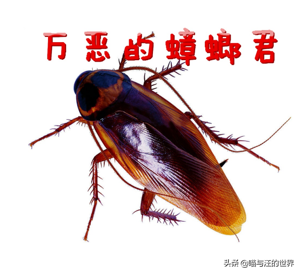 你還敢用腳踩、拖鞋拍打蟑螂？爆漿的后果，有點(diǎn)嚴(yán)重