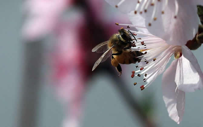 一畝大棚養(yǎng)殖多少蜜蜂