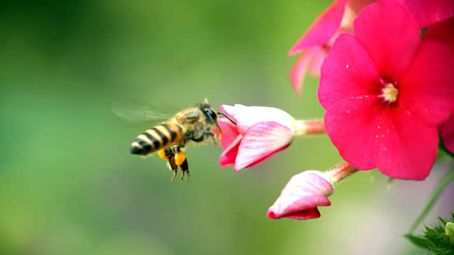 蜜蜂養(yǎng)殖注意事項