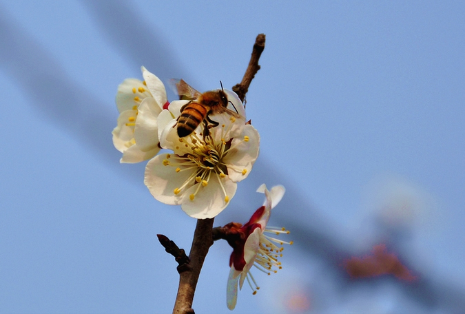 蜜蜂入夏怎么防止斷產(chǎn)?