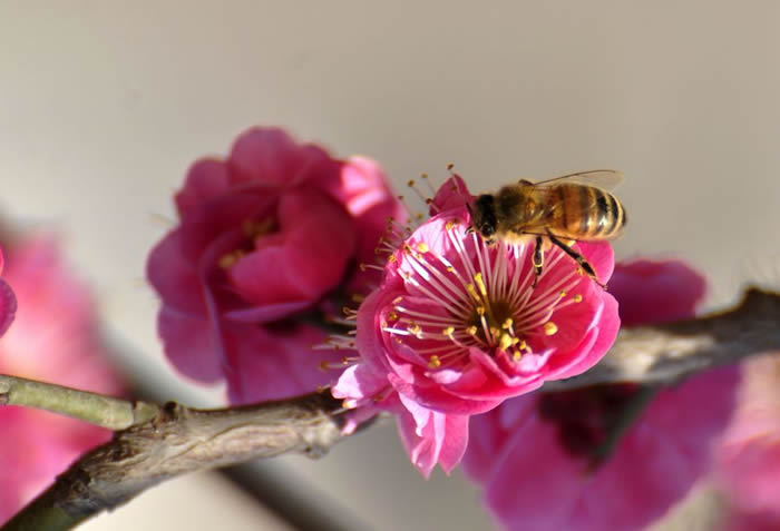 蜜蜂入夏怎么防止斷產(chǎn)?