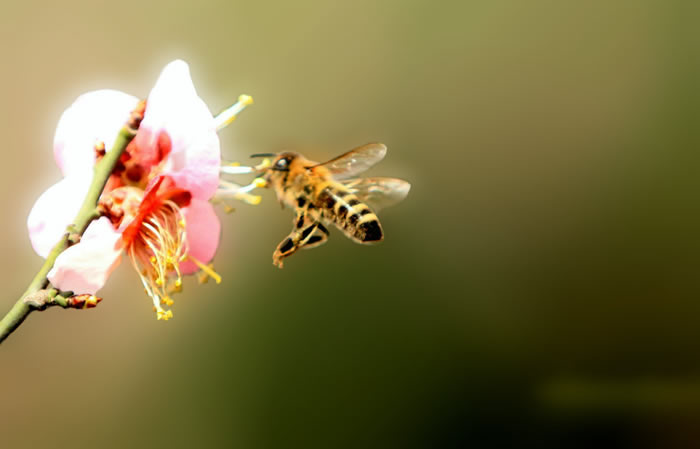 蜜蜂入夏怎么防止斷產(chǎn)?