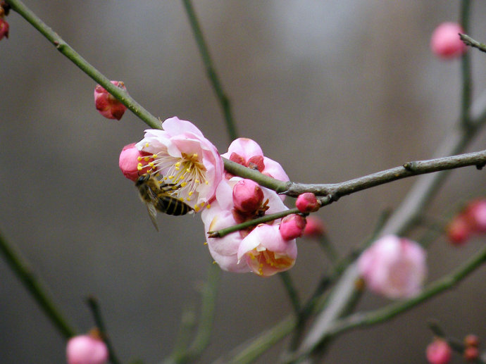 蜜蜂入夏怎么防止斷產(chǎn)?