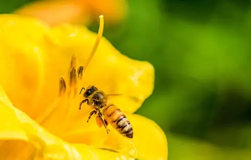 蜜蜂幾月可以喂水（蜜蜂怎么喝水什么時(shí)候喂最好）