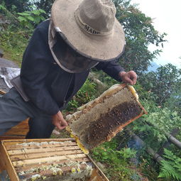 蜂場(chǎng)意蜂盜中蜂如何處理（中蜂被意蜂盜蜜的緊急處理）