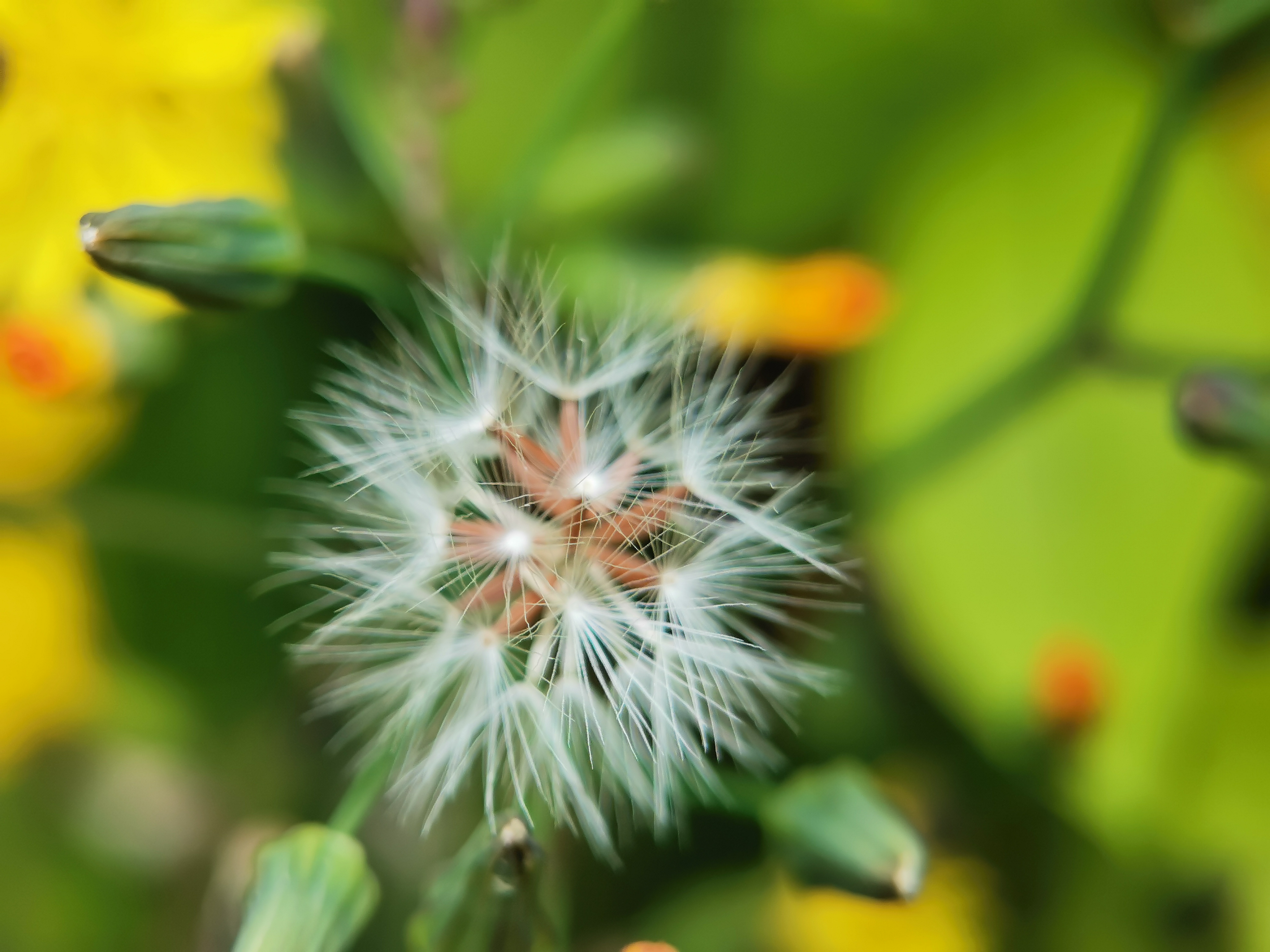 花粉過敏怎么治（花粉過敏的緊急處理竅門）