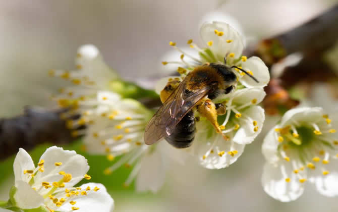 分蜂熱