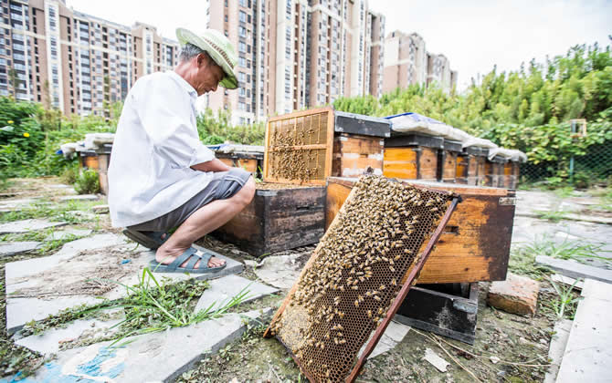 陽臺養(yǎng)蜂