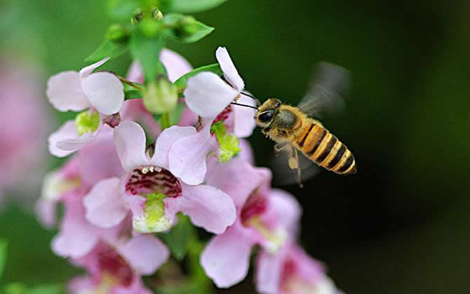 陽臺養(yǎng)蜂