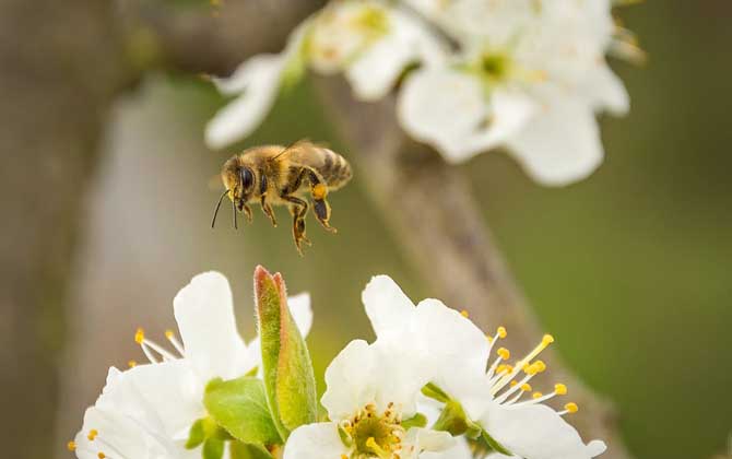 蜜蜂怎么發(fā)育的（蜜蜂的習(xí)性及發(fā)育過(guò)程）