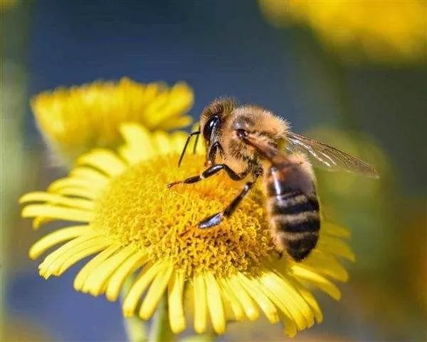 蜜蜂一年四季都在采蜜嗎（蜜蜂四季都干什么）