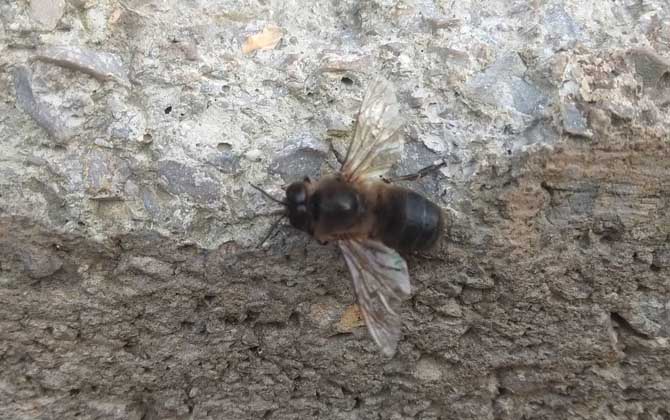 第一只蜜蜂是蜂王還是普通雌蜂（蜂王、雄蜂和工蜂分別是什么蜂）