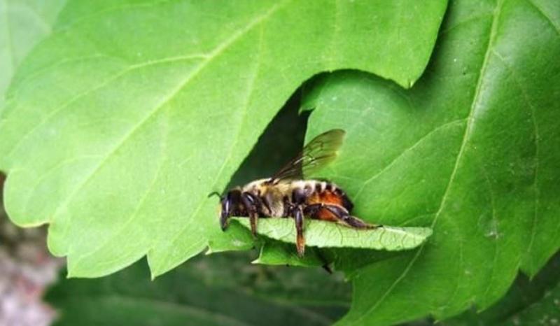 切葉蜂產(chǎn)蜜嗎（切葉蜂具有怎樣的獨(dú)特本領(lǐng)）