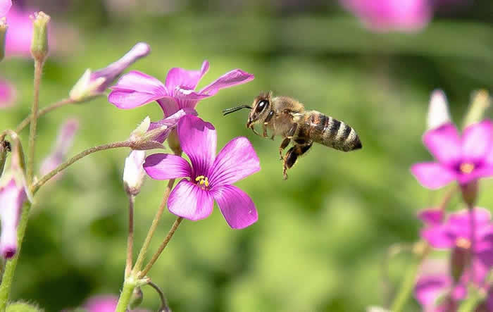 蜜蜂怎么過(guò)冬（越冬）？