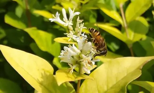 蜂王、工蜂、雄蜂的區(qū)別(蜂王跟蜜蜂有什么區(qū)別）