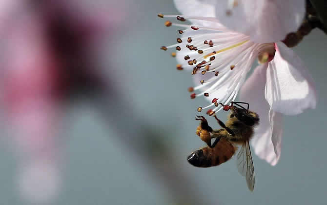 秋季蜂群管理